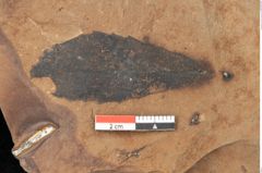 Foto (Detailsansicht) von Quercus mediterranea, Unger (NHMW-GEO-2024-0188-0912)